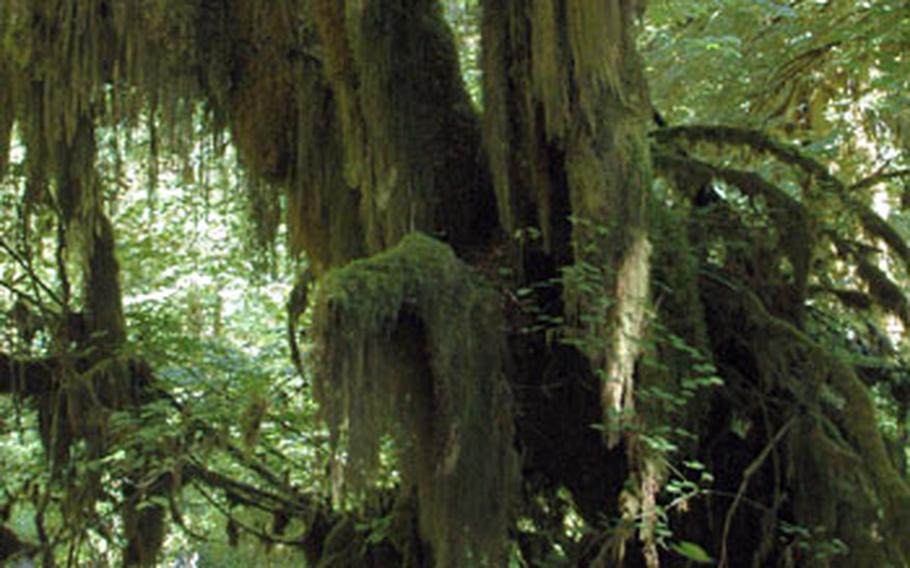 Layers of moss blanket tree branches in Olympic National Park&#39;s Hoh Rain Forest.