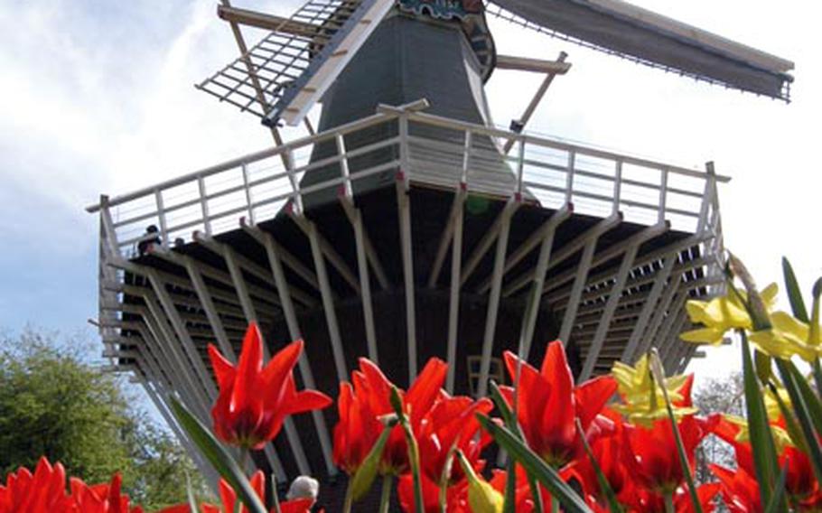 Tulips and crocuses bloom in front of Keukenhof&#39;s old windmill.