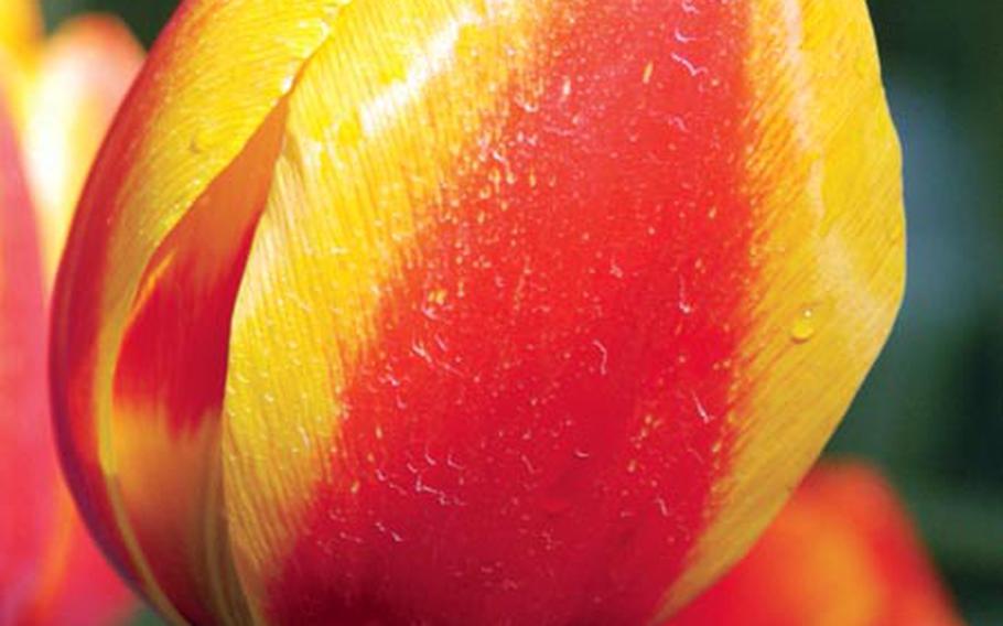 Drops of dew cling to one of the thousands of tulips at Keukenhof.