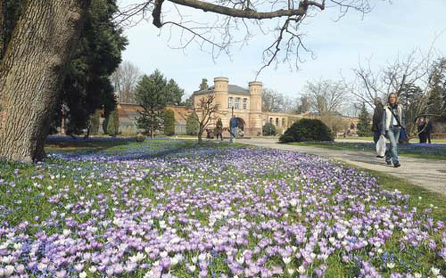 A sea of crocuses bloom in the botanical garden in Kalsruhe, Germany. In the background are the garden&#39;s hothouses.