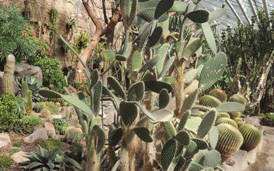 The cactus house is the first hothouse you enter when visiting the Karlsruhe botanical gardens. The giant cactus in the foreground is an Optunia, or paddle cactus. The big round Golden Barrel Cactus at right, are nicknamed mother-in-law seat in German.