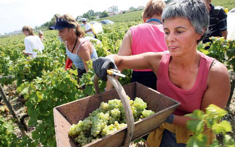 A seasonal worker picks white grape bunches during the annual white wine harvest at the Chateau Haut-Brion in the Medoc wine region in Pessac, near Bordeaux, southwestern France, Tuesday, Sept. 9, 2008.