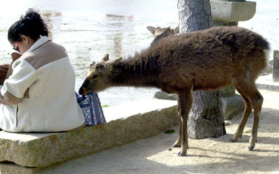 While the author&#39;s wife protects their baby boy, one of Miyajima&#39;s intrusive deer sniffs at her purse in search of delicious Japanese peanut crackers.