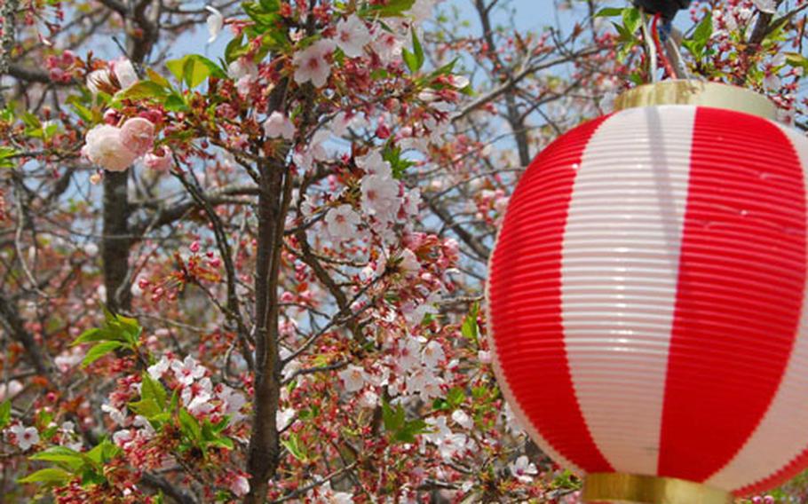 The many cherry trees around Karatsu Castle blossom in the springtime.