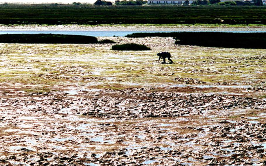 A local person collects mussels at low tide ar the Ria Formoso Natural Park. This landscape is typical of the park in the eastern Algarve, with marshlands and dunes facing the Atlantic Ocean. It is home to countless birds and several Portuguese water dogs that have a special place to exercise.