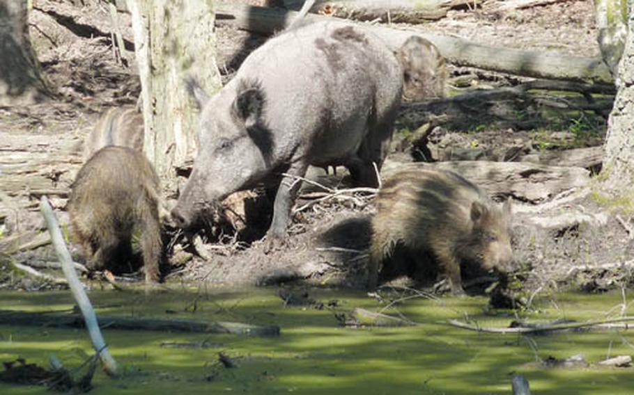 A wild boar sow and her piglets hunt for food at the Wildpark.