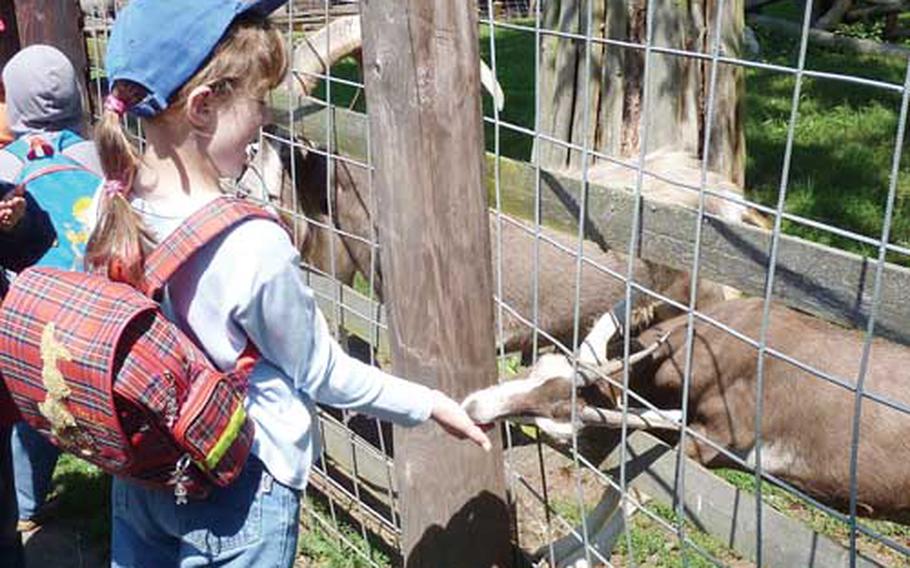 A young visitor to the Wildpark in Klein-Auheim, Germany, feeds a goat. You can buy feed for the animals at the admission desk, and this is the only food you are allowed to give the animals.