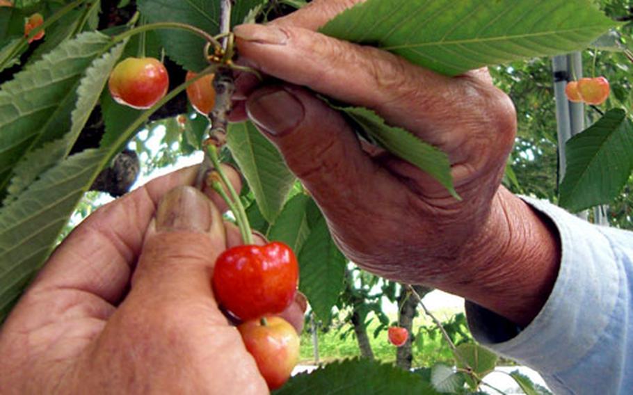 Delicate fruit requires gentle hands: Kinichi Shimizu demonstrates how to properly pick the fruit.