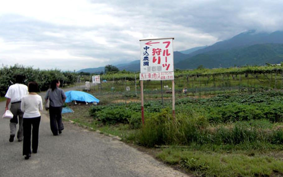 Fruit farmers in Minami Alps City open their doors to visitors for seasonal fruit.