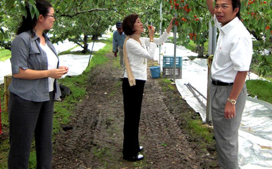 Picking season for Japanese cherries at Kinichi Shimizu&#39;s Yuka-en farm.