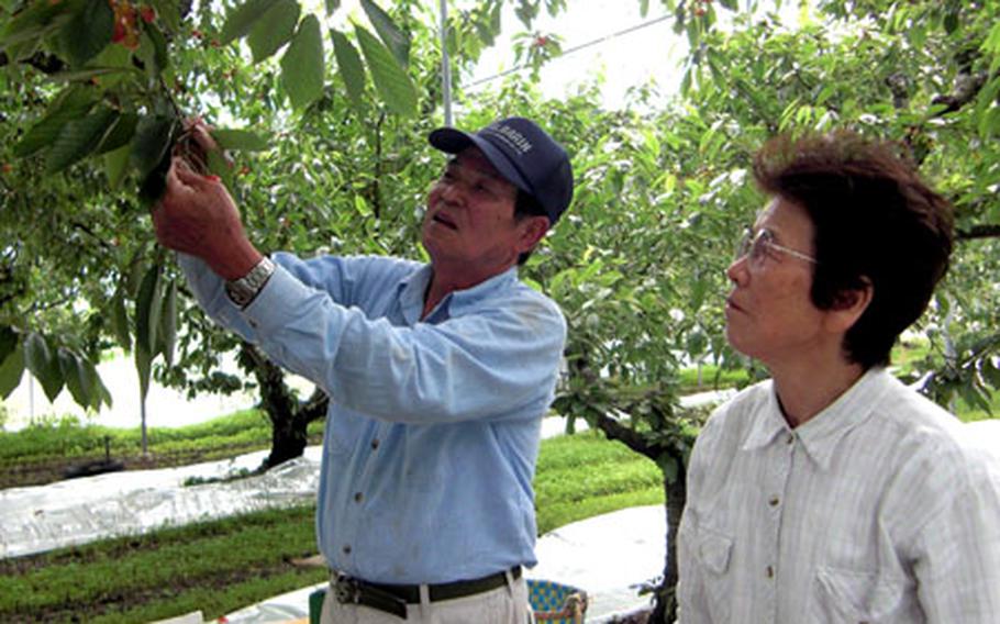 Kinichi Shimizu and his wife, Satsuki, tend about 30 cherry trees in their farm.