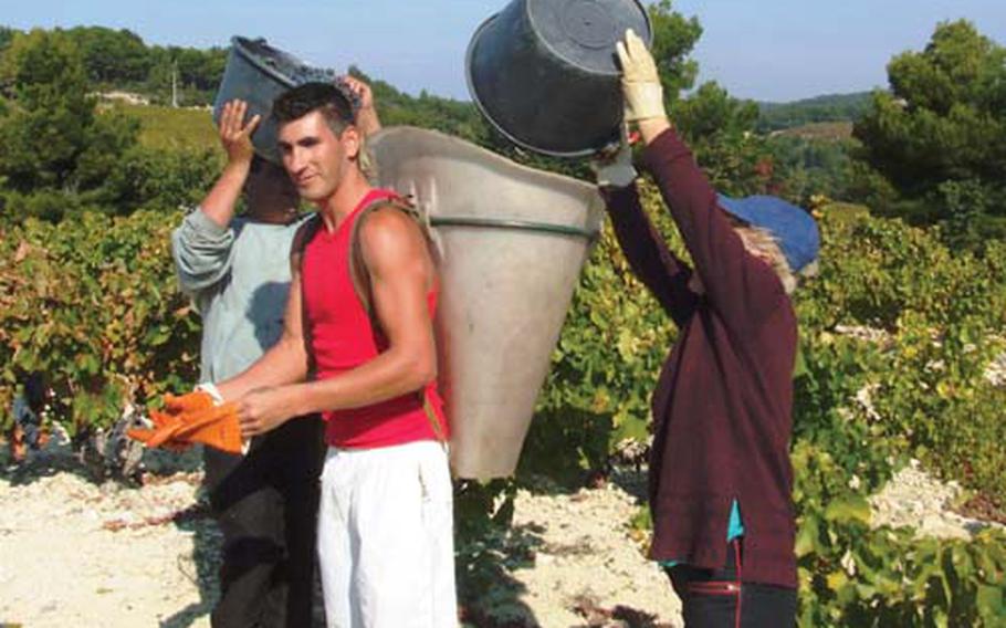 Workers dump harvested grapes into a backpack container for transportation to a waiting truck that will haul them off for pressing. The grapes will be used to make Côtes du Rhône wines.