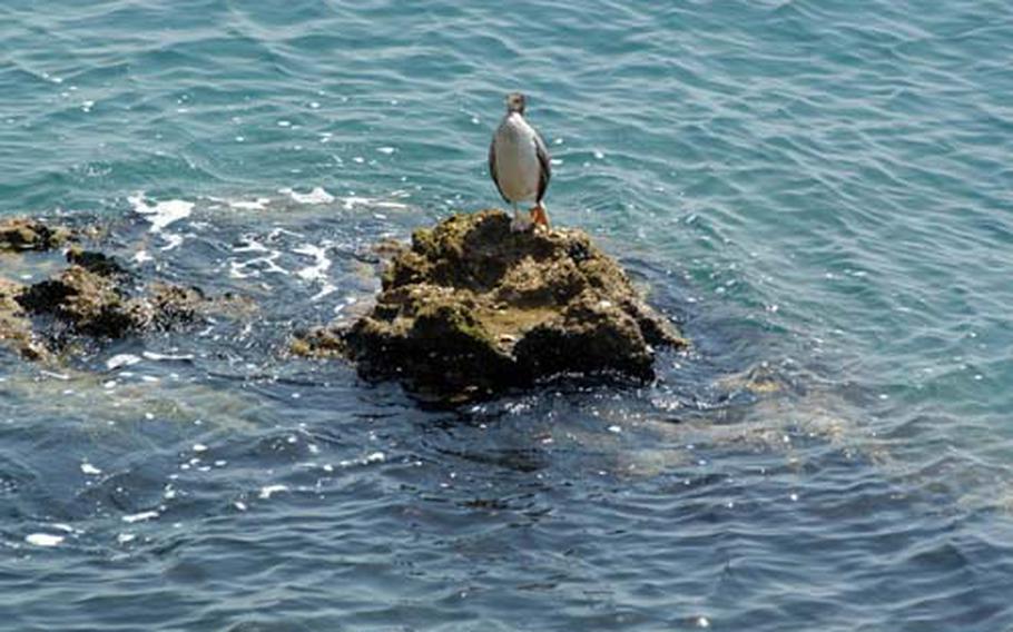 This sea bird has its own private view of the Miramare Castle via a rock that rises up out of the Adriatic Sea a short distance from the castle.