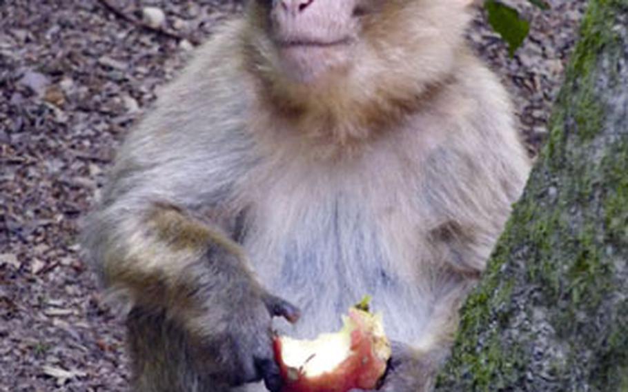 A young Barbary macaque takes a break from his snack to watch his kin at the Wild- & Erlebnispark.