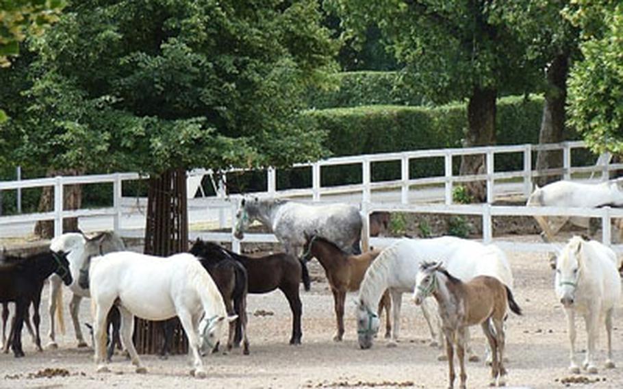 A springtime visit to the farm offers a chance to see newborn Lipizzaner foals. While adult horses are white, they are born dark or even black. The coat changes starting when the horses are between 4 and 12 years old.