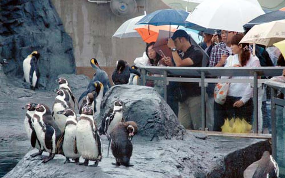 Visitors can get up close to the penguins at the Ashaiyama zoo on the northern Japanese island of Hokkaido. About 2 million people visit the zoo each year, and lines for the more popular exhibits can be long.