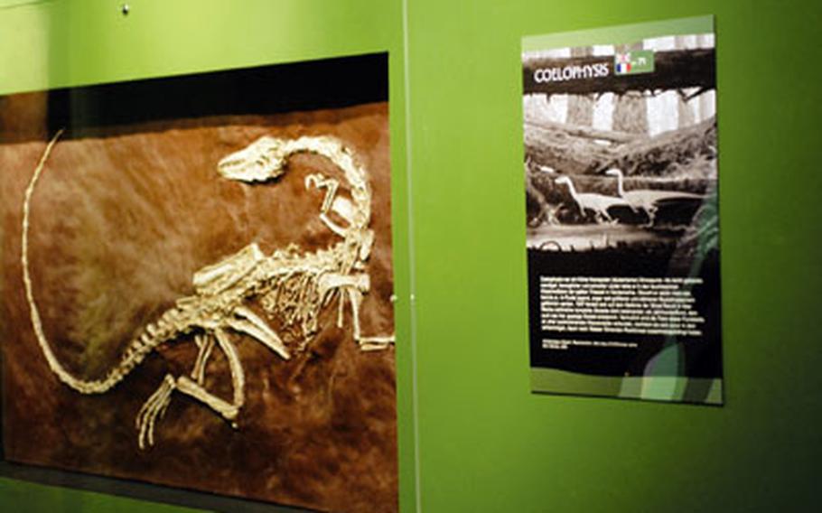 Fossils and information panels hang on the walls.