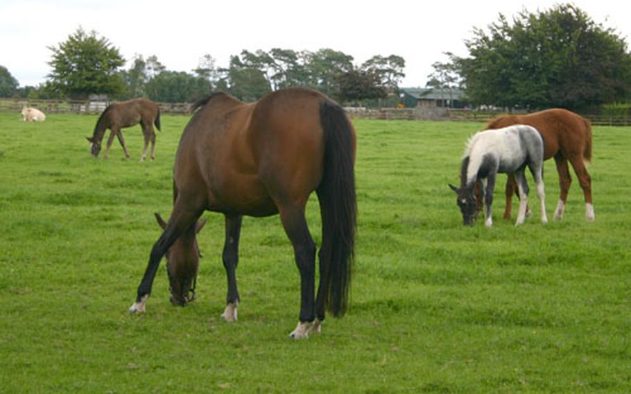 Horses graze at the Irish National Stud farm, which is open to tourists. Stud fees for the top stallions can run up to 50,000 euros.