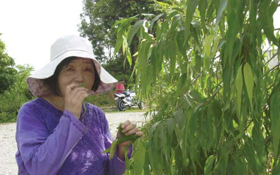 Yoko Suzuki, above, a licensed practitioner of homeopathy, enjoys the scent of lemon-scented eucalyptus, one of more than 200 kinds of herbs grown in her garden at the farm, Carnelian.