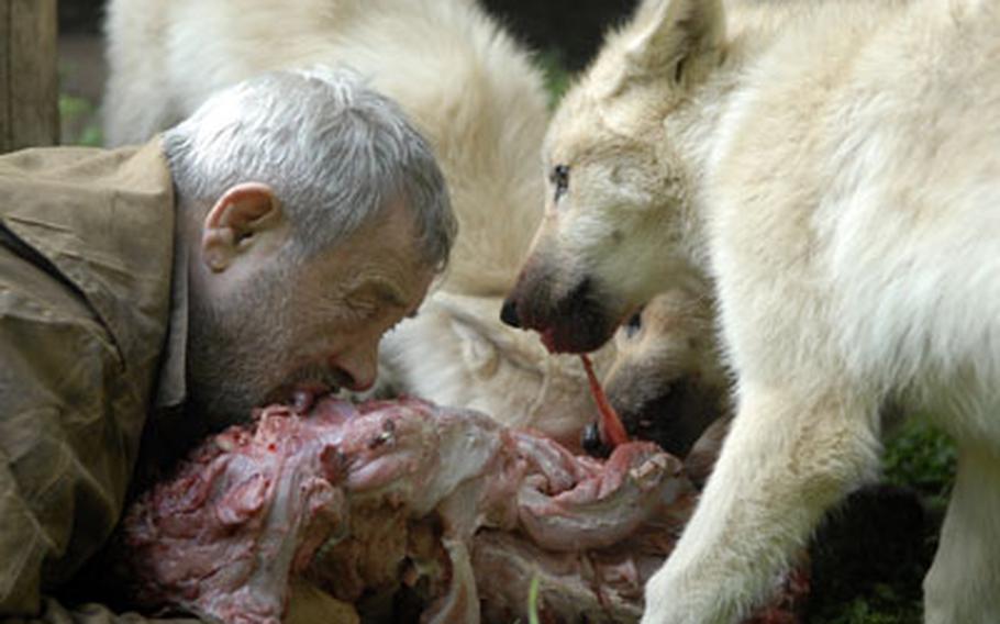 No, he’s not eating. Freund is holding onto a meat carcass with his hands and mouth while a pack of Arctic wolf pups feed on it. Freund brings the meal to the wolves just as the alpha female would, a role he’s assumed since raising the pups from soon after birth. He “becomes” a wolf to better study them.