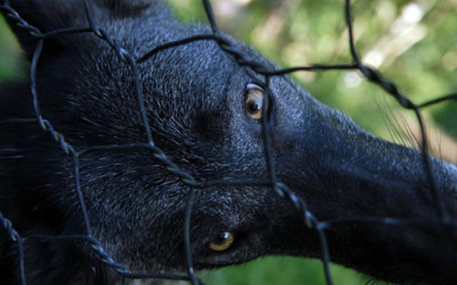 A timber wolf cocks his head behind the fence in his enclosure at Wolfspark Werner Freund in Merzig, Germany.