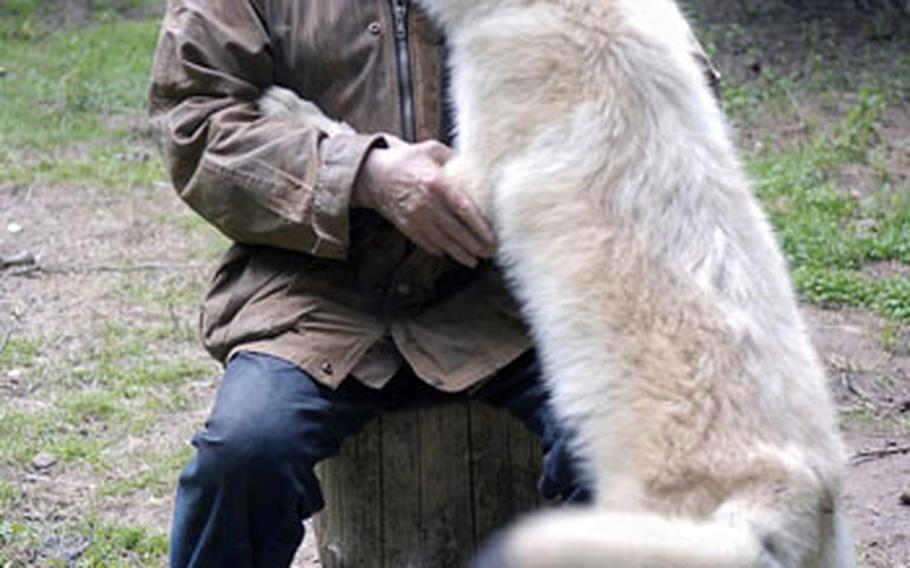 In a sign of submission, an Arctic wolf pup licks German wolf researcher Werner Freund on the face while Freund visits with the animal in its enclosure at Wolfspark Werner Freund in Merzig, Germany.