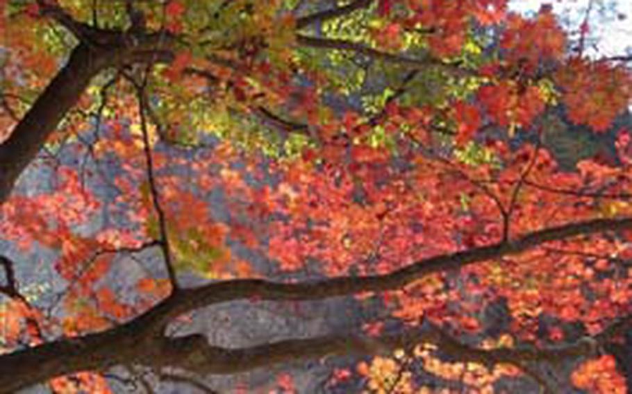 Seoraksan is famous for its colorful autumn leaves, such as these at Osaek Springs.