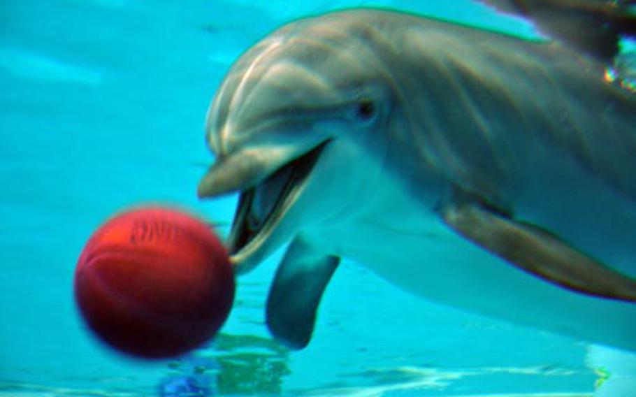 A dolphins playing basketball is seen at the Delphinarium.