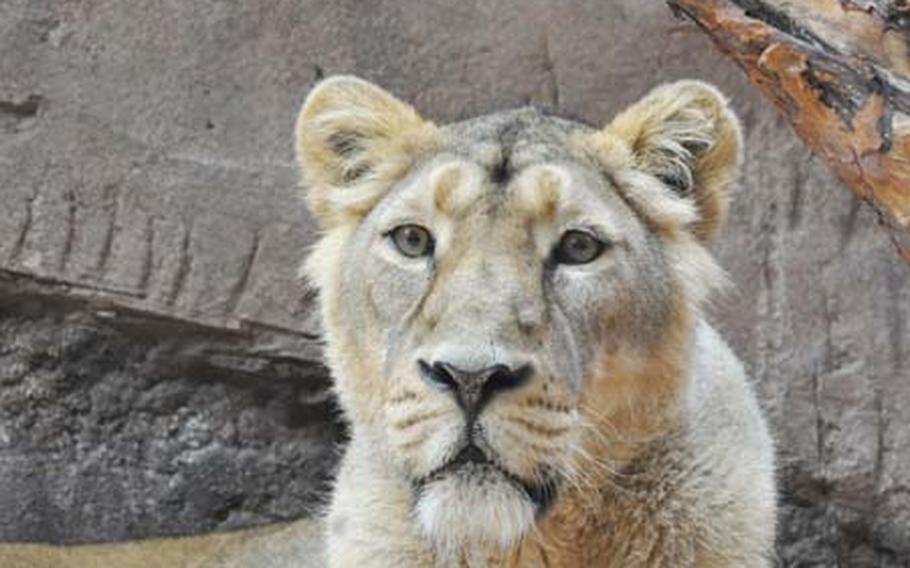 The zoo’s lions and tigers are moved inside during the winter months.