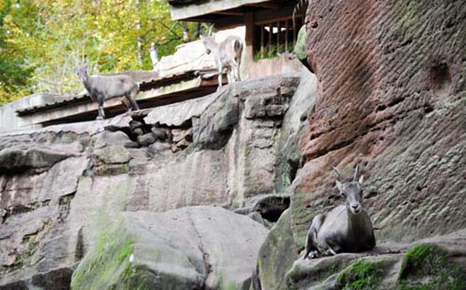 Mountain goats take a perch on the “cliffs” high above the grounds of the Nuremberg zoo. Many of the zoo’s 2,500 animals inhabit realistic-looking environments.
