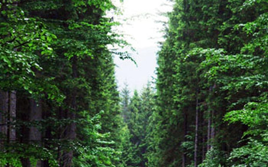 Cyclists follow a path bordered by towering, majestic trees in the Bavarian Forest National Park, 94 square miles of wilderness.