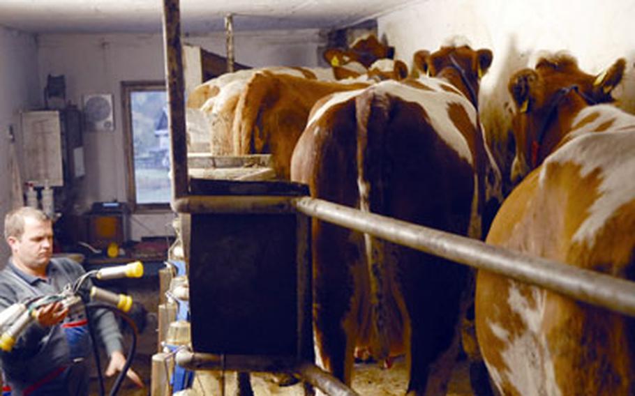 A farmer prepares to milk his cows at Turisticna Kmetija Mulej, one of the many farms near Bled that offer visitors rooms and the chance to join in farm chores or to sit back and watch the pros do it.