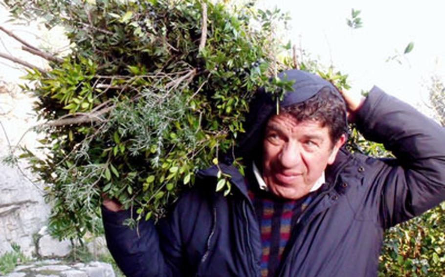 A man carries a bushel of fresh sage, rosemary and blueberries that he collected along a trail that goes from Marina del Cantone to the Punto Penna.