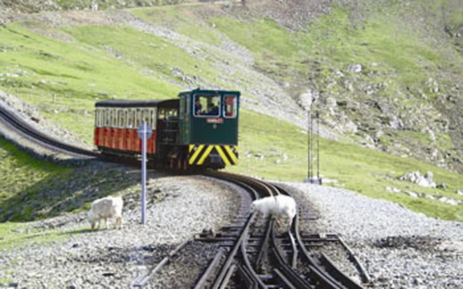 Sheep on the tracks are a constant problem for guards and drivers on the Snowdon Mountain Railway in the Snowdonia National Park. The railway offers a 2½-hour round trip to the tallest mountain in England and Wales, Mount Snowdon.