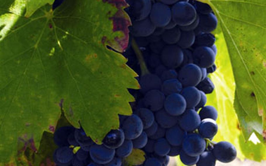 Côtes du Rhône grapes are seen on the vine. The southern part of the wine-producing region grows a variety of grapes for red wines, including Grenache, Syrah, Mourvèdre and Cinsault.