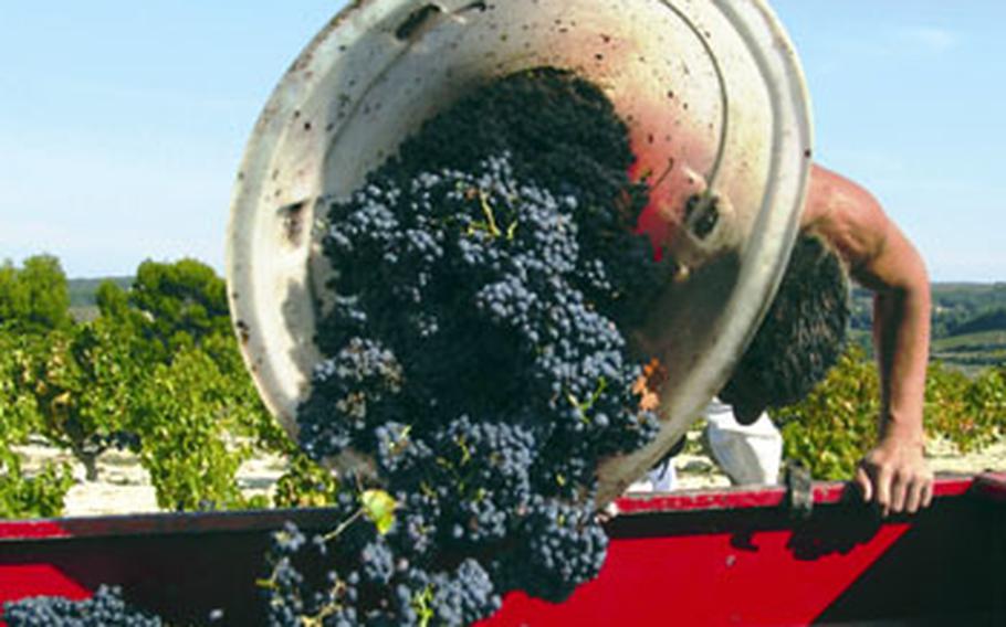 A worker unloads recently harvested Côtes du Rhône grapes. The region is the second-largest wine area in France with 190,000 acres of vineyards.