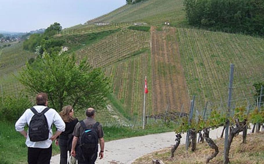 A hiking trail through the vineyards above the shores of Lake Murten connects several of the lakeside towns where wine can be tasted in local wineries.