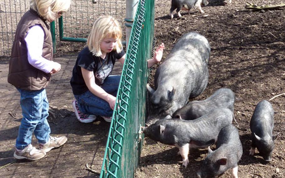 Two girls at the Neunkirchen zoo try to coax the pigs to the fence to pet them.