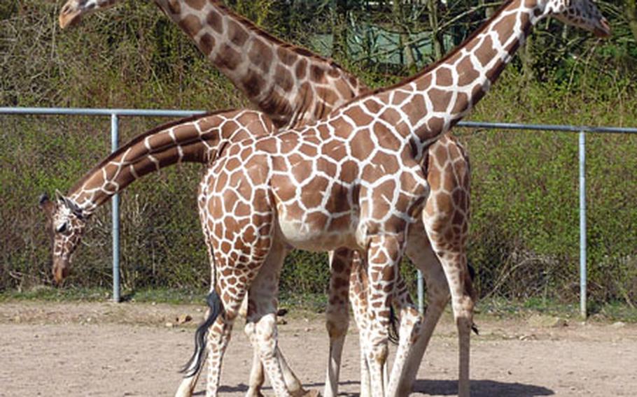 The giraffes at the Neunkirchen zoo pose for a group photo.