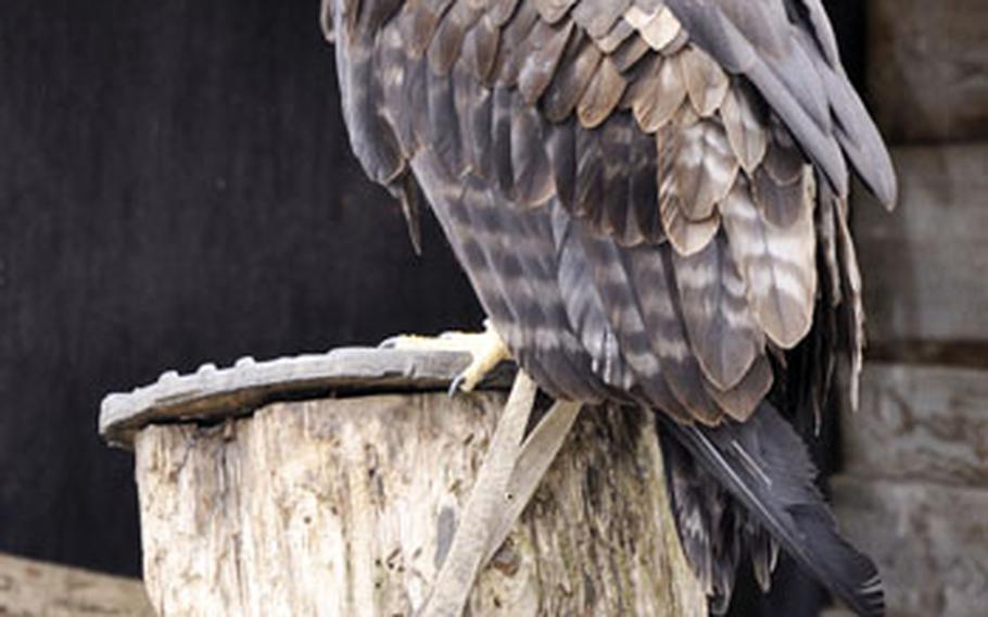 A hawk perched in his living area is one of the many birds used for hunting small animals that are part of the bird show.