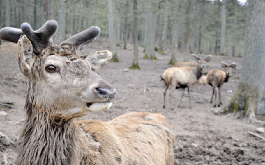 A deer inspects some intruders in the deer section of the Wild Park Schloss Tambach in Tambach, Germany. The park features an open area that allows visitors to walk among some of the park’s 250 animals and a hunting and fishing museum inside its castle.