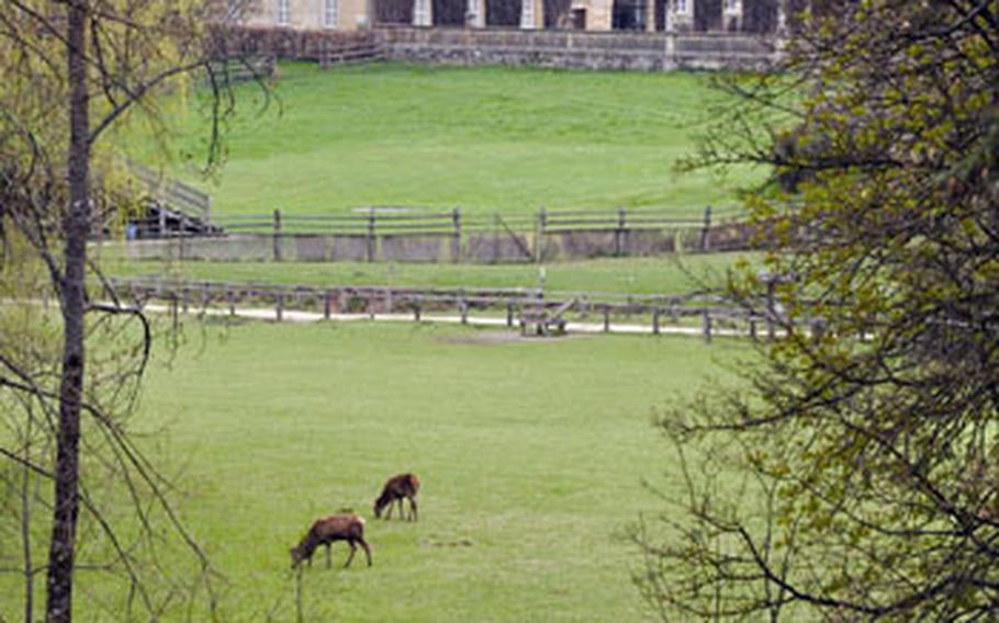 The Castle Tambach, which was built in the 17th century, lies in the background as deer and other wildlife run free.