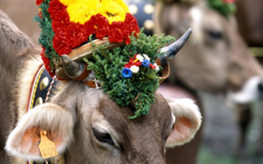 A cow decorated for the annual fall procession from the alpine pastures back to their winter homes in the valley wears a colorful garland and her very own bell. The bells, many handmade, have a distinctive sound so the cow's owner can keep track of her.
