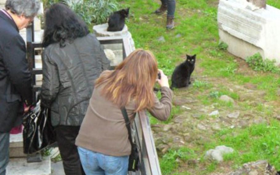 Tourists visiting the Roman ruins and other curious passers-by often stop by the cat sanctuary to see and photograph the residents.