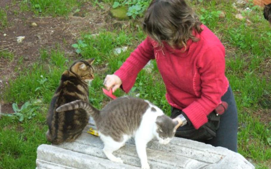 A volunteer with the Torre Argentina Cat Sanctuary brushes one of the  strays that has settled around the Roman ruins in the section of Rome known as Largo di Torre Argentina.