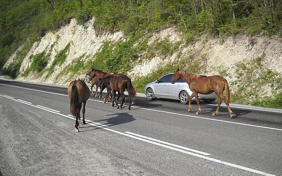 Vehicles share the road with horses between the village of Praskaveevka, on Russia's Black Sea coast, and its beach, some two miles away.