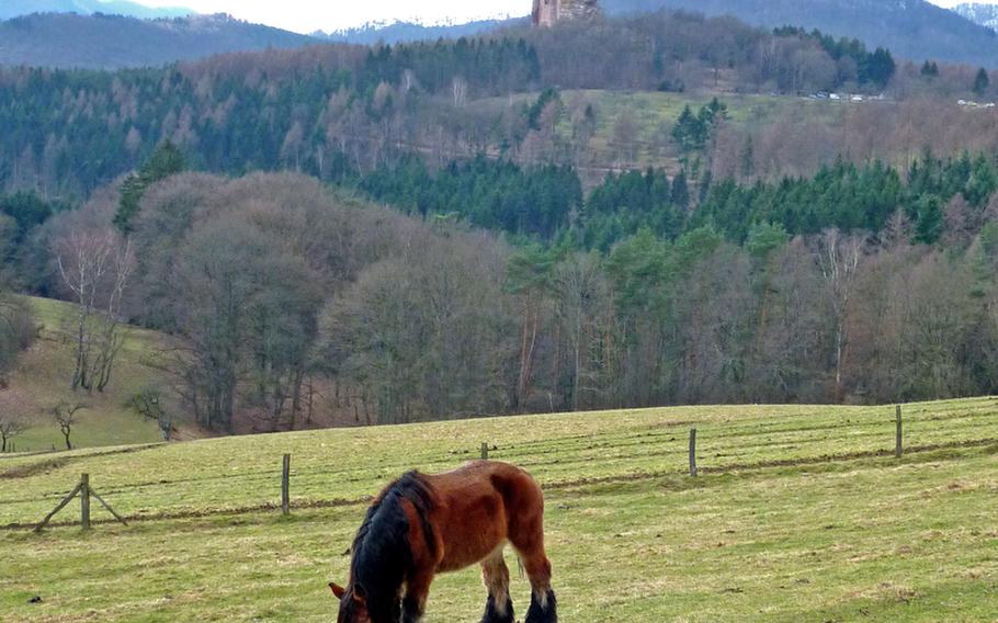 A horse grazes in a pasture near the Gimbelshof,  a hotel and restaurant that is popular with hikers. The ruins of Fleckenheim castle can be seen in the distance.