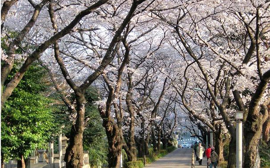 Trees bloom at Aoyama Cemetery in Tokyo during a previous year. It's sakura time in Japan! Share your pictures with us by emailing tibbetts.meredith@stripes.com. Photographs may be used in print and on the web. By submitting content, you are granting Stars and Stripes a non-exclusive license to use your content in its newspaper, in print or in digital format, or in any other commercial manner of its choosing. You further warrant that you own or control the copyrights to the content (text and/or image) you are submitting and that its republication by Stars and Stripes will not violate the intellectual property rights or privacy/publicity rights of any third party.