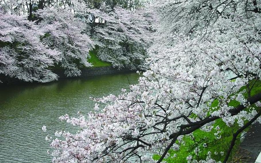 One of the most famous cherry blossom viewing locations in Japan is Chidorigafuchi, the northeastern moat of the Imperial Palace. From 6:30-10 p.m. March 28-April 7, the blooms are illuminated.  