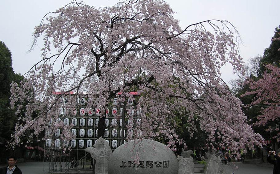 See 1,200 trees in bloom at Ueno Park in Tokyo March 23-April 7.
